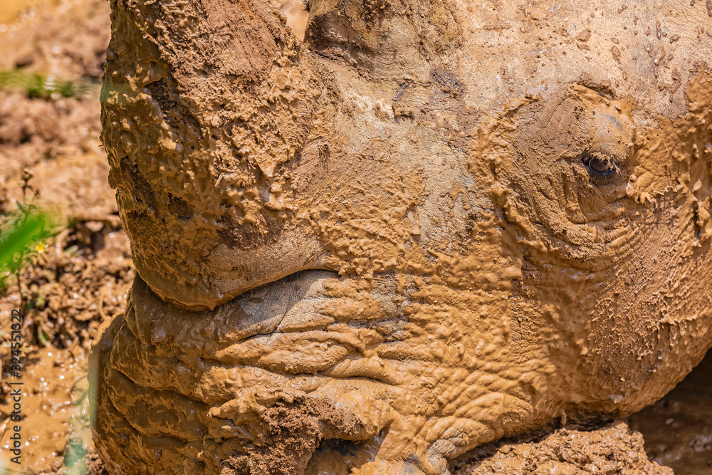 Obraz premium Close up photo of an endangered rhino