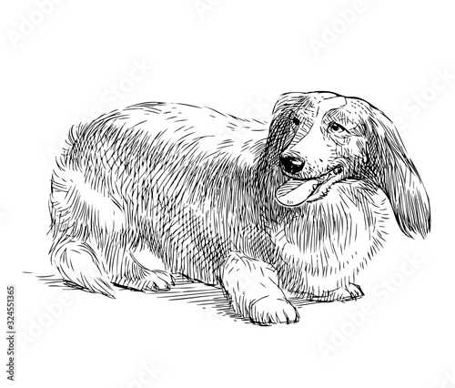 Freehand drawing of purebred longhair dachshund