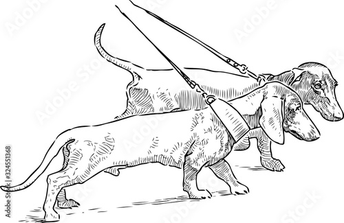 Freehand drawing of two walking  dachshunds on leashes