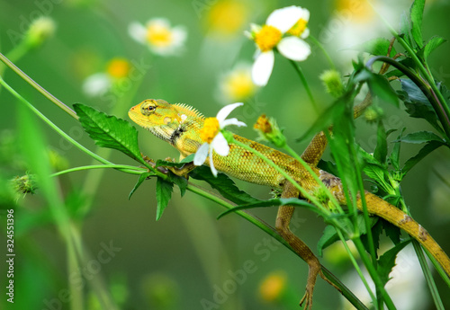 Oriental garden lizard (Calotes versicolor) - Garden lizards are relaxing on tree branches, camouflage garden lizards. Close up chameleon details.