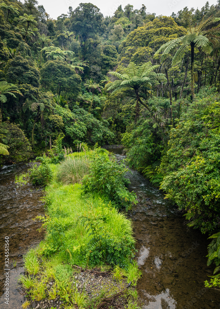 river in the forest