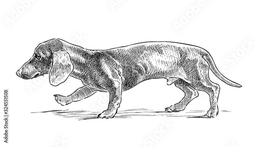 Freehand drawing of walking cute dachshund