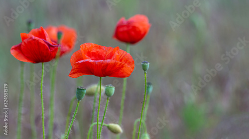 Banner with red field of poppies and beautiful nature with copy space