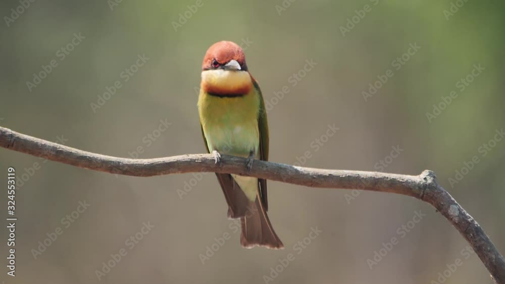 Beautiful bird chestnut headed bee eater one animals (Merops leschenaulti) standing on a branch Asia Thailand. Slow motion Beautiful bird chestnut headed bee eater one animals (Merops leschenaulti) standing on a branch Asia Thailand. Slow motion
