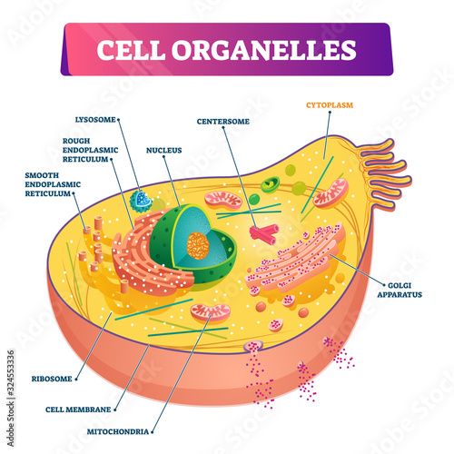 Cell organelles biological anatomy vector illustration diagram photo