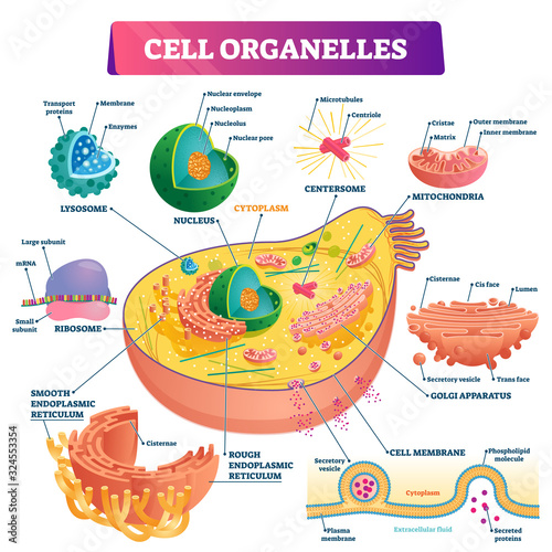 Cell organelles biological vector illustration diagram photo
