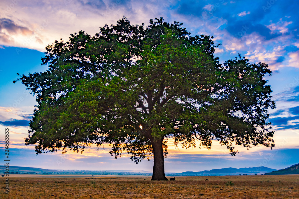 Beautiful landscape with a lonely oak tree in the sunset and dramatic clouds, Dobrogea, Romania Beautiful landscape with a lonely oak tree in the sunset and dramatic clouds, Dobrogea, Romania