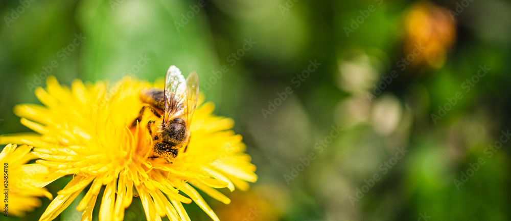 Honey bee covered with yellow pollen collecting nectar from dandelion flower. Important for environment ecology sustainability. Honey bee covered with yellow pollen collecting nectar from dandelion flower. Important for environment ecology sustainability.