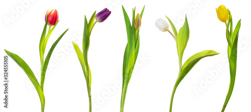 Photos Colorful Tulips (Lily family, Liliaceae) isolated on white background, including clipping path