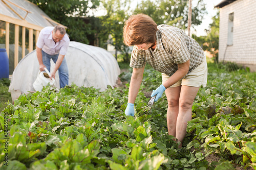 Wallpaper Mural Elderly grandparents weed beet beds Torontodigital.ca