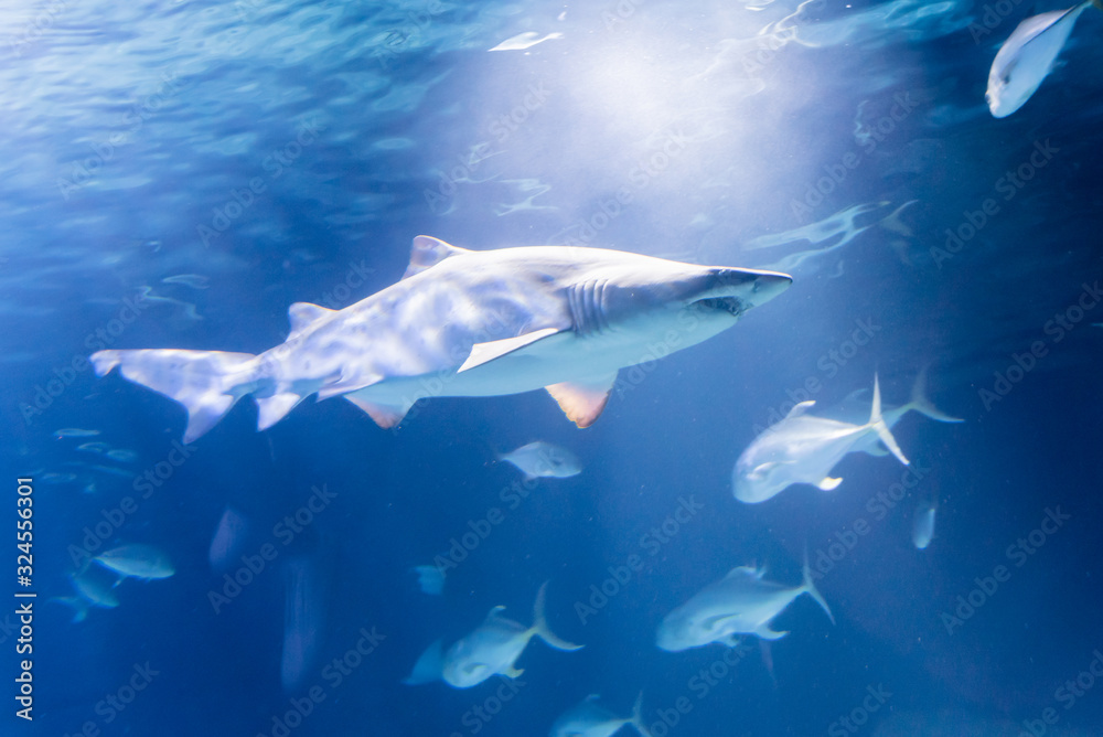Obraz premium Shark swimming in the calm waters