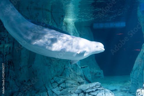 Beluga swimming in the oceanographic aquarium photo