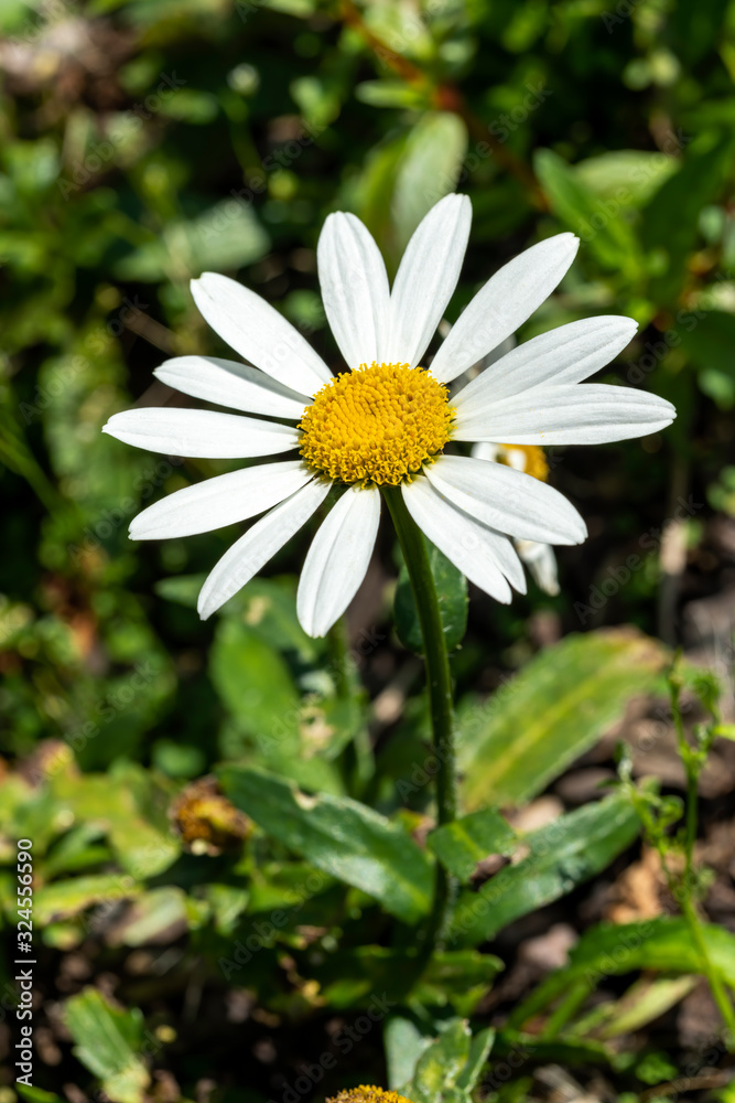 Leucanthemum x superbum 'Snowcap' a white herbaceous summer autumn perennial flower plant commonly known as Shasta Daisy Leucanthemum x superbum 'Snowcap' a white herbaceous summer autumn perennial flower plant commonly known as Shasta Daisy