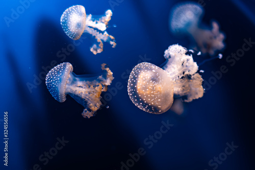 Jellyfish swimming through the crystals photo