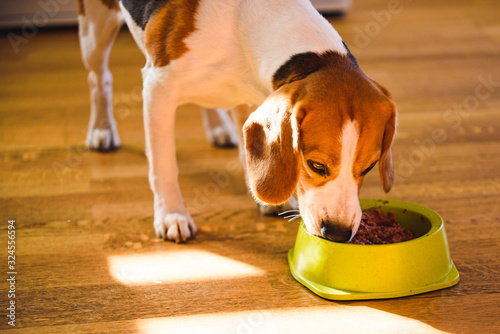 Dog beagle eating canned food from bowl in bright interior. Dog food concept.