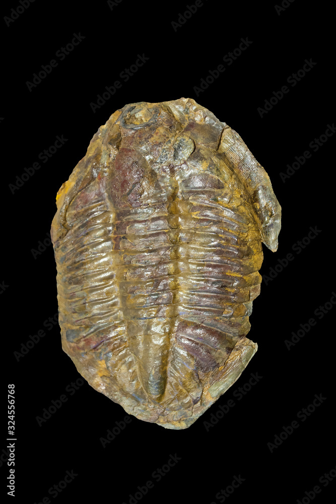 Arthropod fossil. Ordovician Era. Isolated Arthropod fossil. Ordovician Era. Isolated