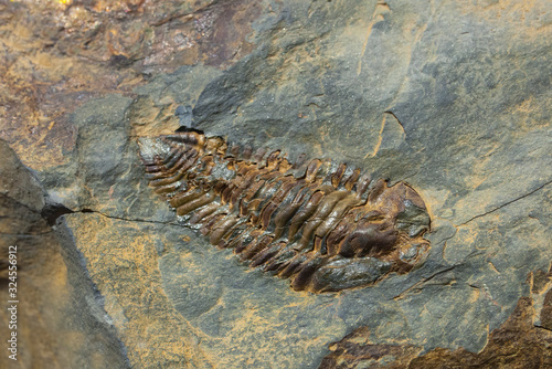 Nesuretus ovus, arthropod fossil photo