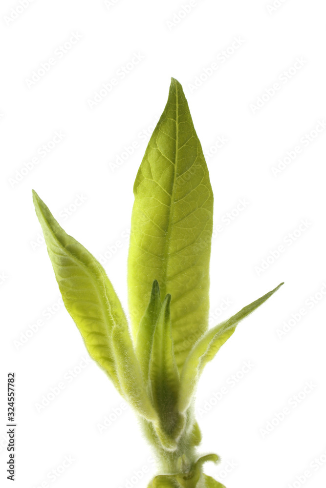 Young tobacco plant