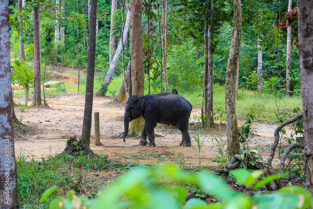 Obraz premium Asian elephant at Kenyir Elephant Conservation Village