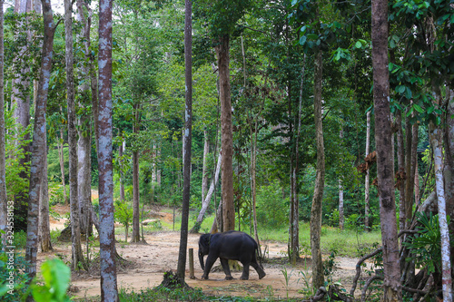 Asian elephant at Kenyir Elephant Conservation Village