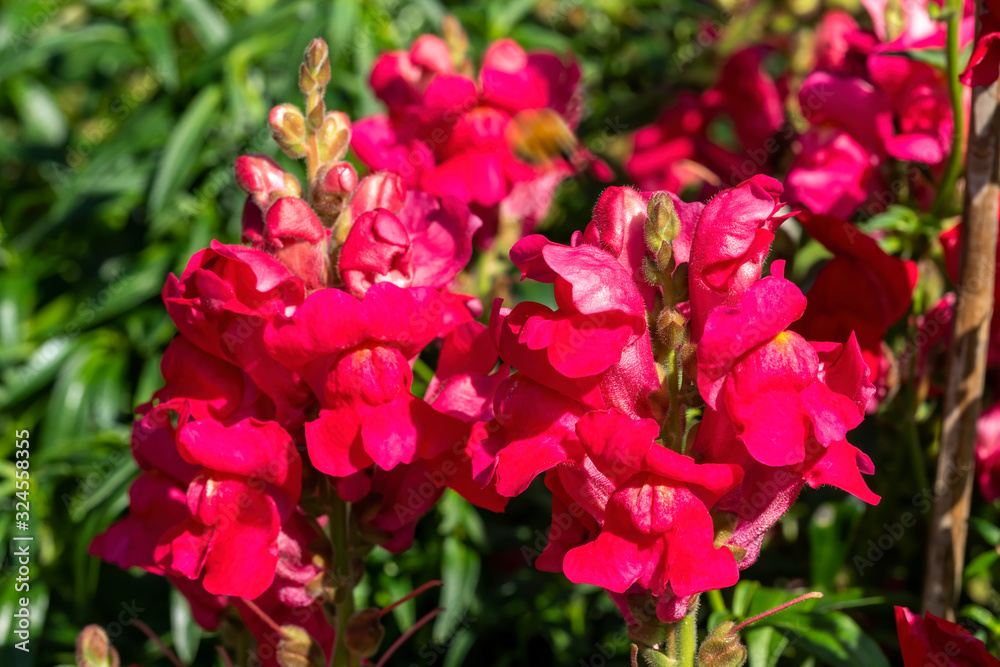 Antirrhinum majus 'Ruby' a red herbaceous perennial spring summer autumn flower plant commonly known as Snapdragon