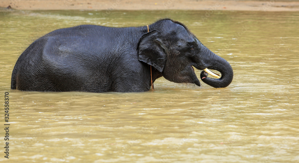 Elephant play with water while bathing