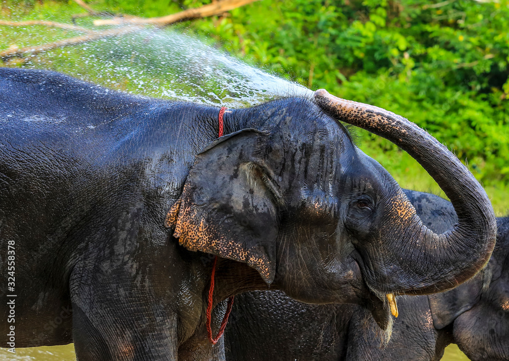 Fototapeta premium Elephant splashing with water