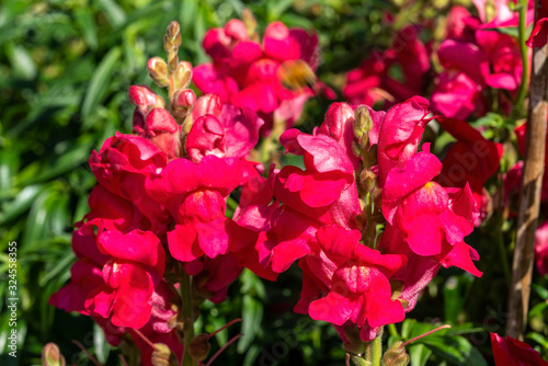 Antirrhinum majus  Ruby  a red herbaceous perennial spring summer autumn flower plant commonly known as Snapdragon