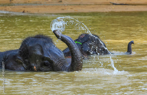 Elephant splashing with water © AbdulRazak