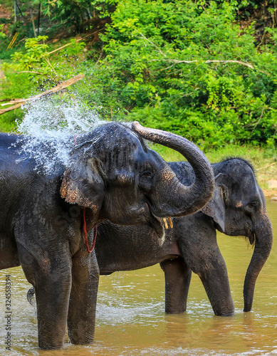 Elephant splashing with water