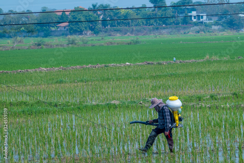 The farmer wearing hat and jacket is spraying pesticide or fertilizer in the green rice field in the sunny day. 