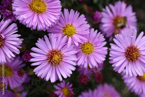 Violet chrysanthemums background