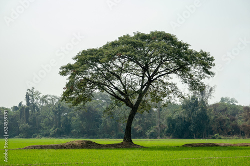 The lonely shade tree in the green rice field with the white sky background. 