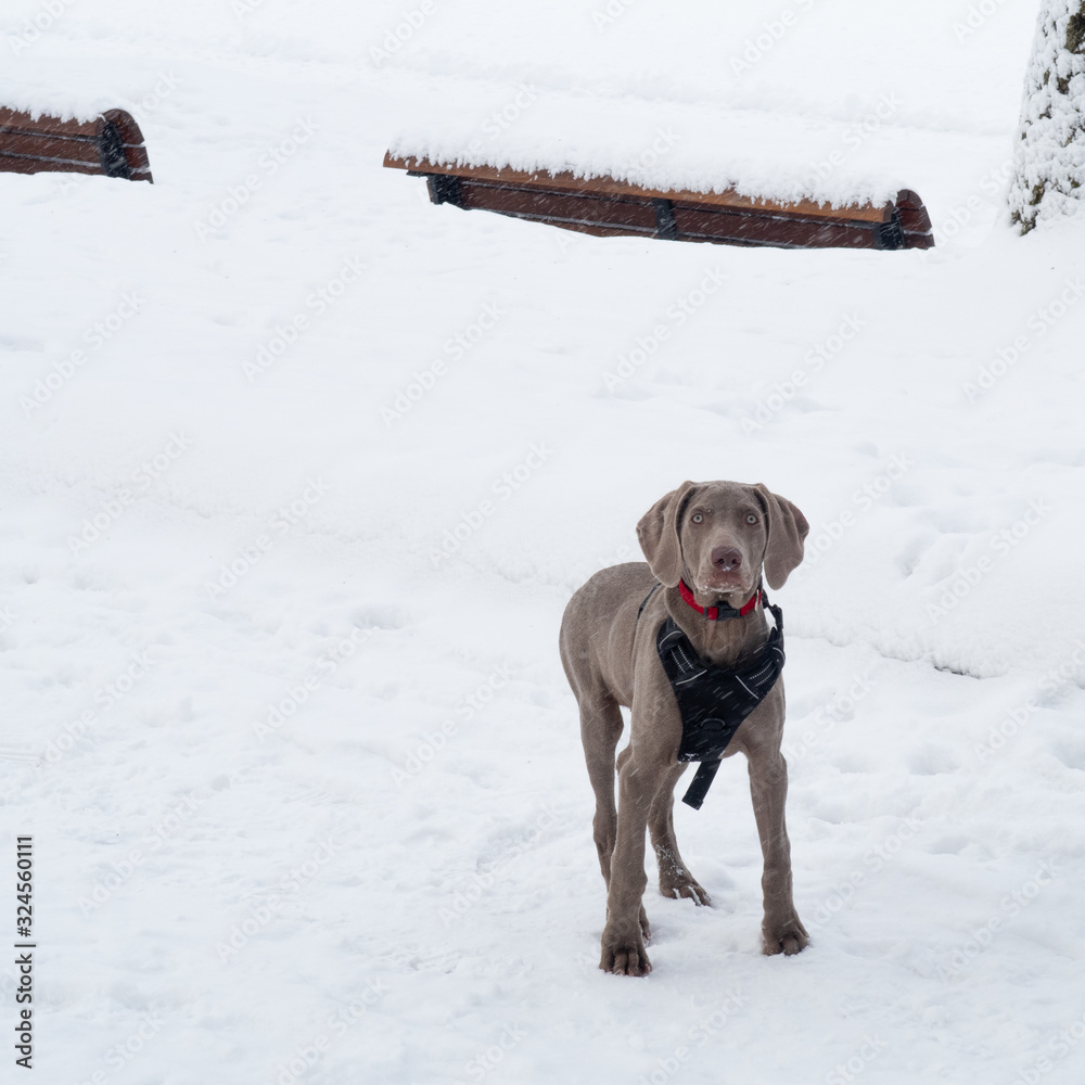 Brown dog standing in the snow and looking at the photographer Brown dog standing in the snow and looking at the photographer