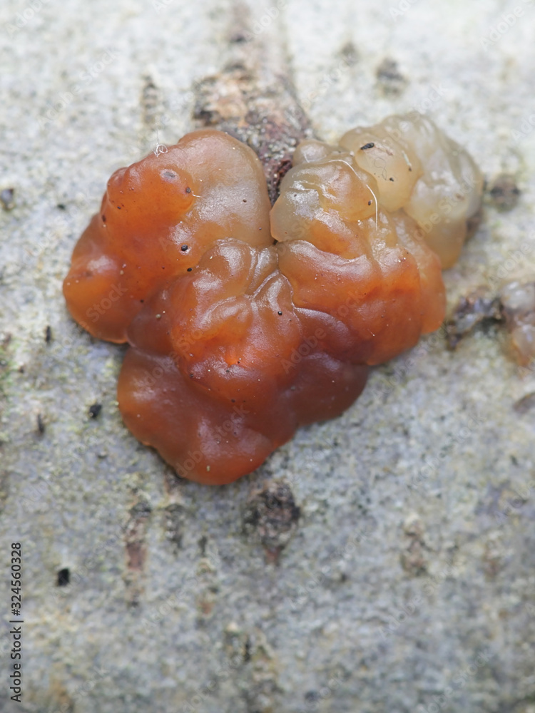 Fototapeta premium Exidia cartilaginea, sometimes known as brown witches' butter, brown jelly roll, or brown jelly fungus, wild mushroom from Finland
