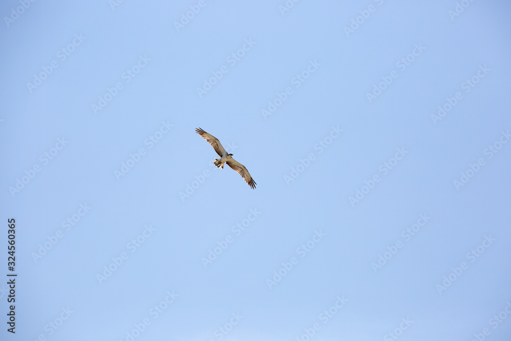Harrier on the Indian ocean coast Harrier on the Indian ocean coast