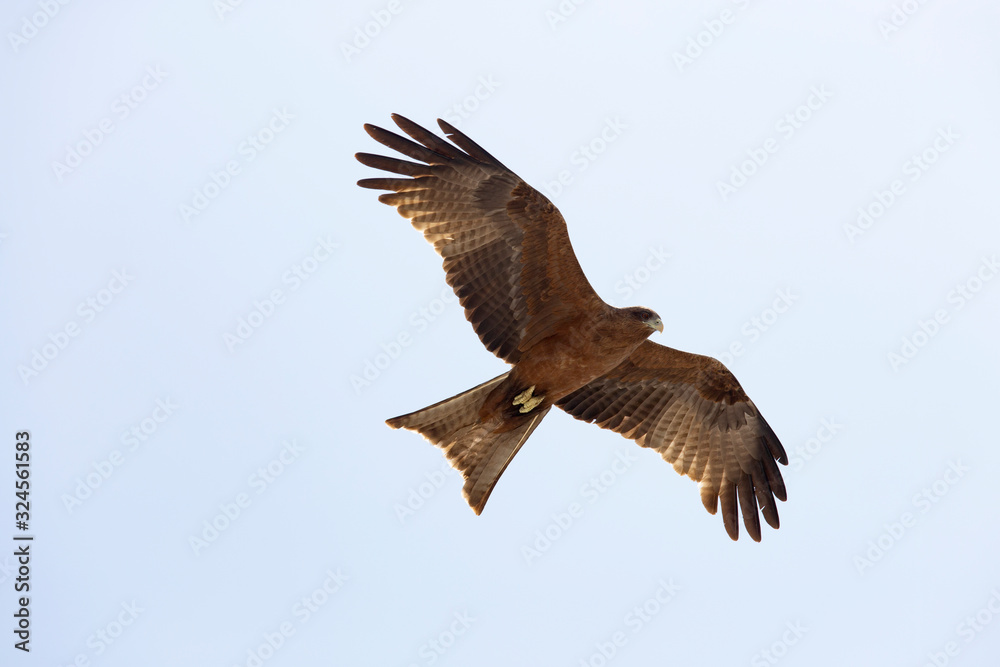 Obraz premium Harrier is hovering in the sky