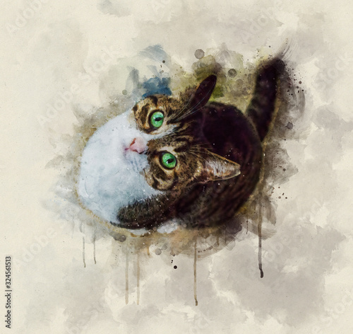 Watercolor illustration of a brown and white cat looking up