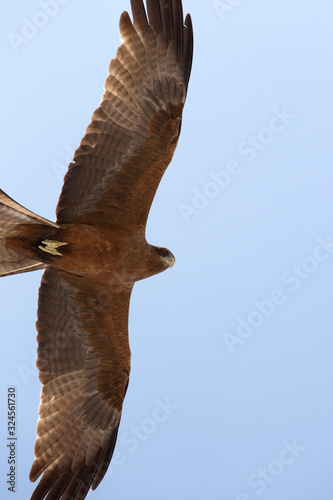 Harrier is hovering in the sky photo