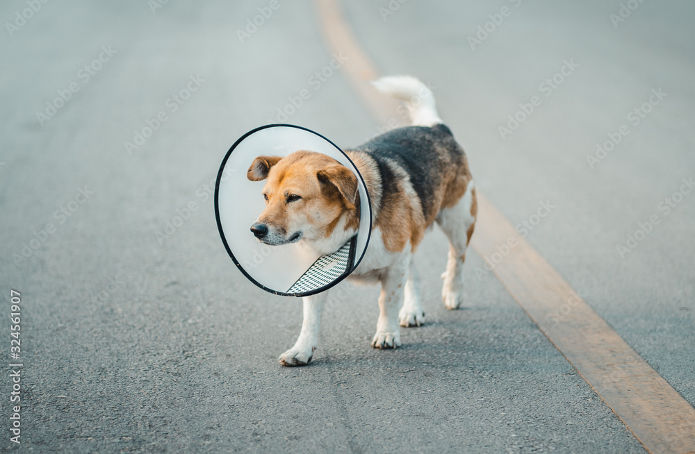 Dog wearing collar neck in the shape of a cone, elizabethan collar