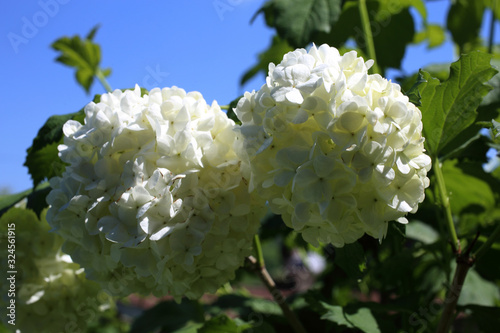 Buldenezh blossom. White flowers