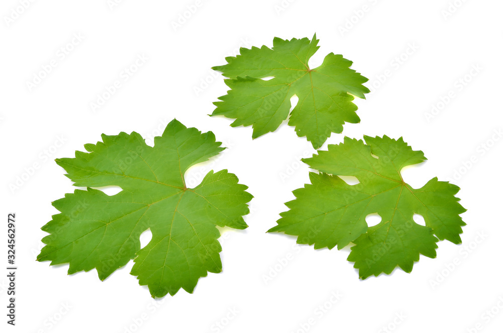 Grape leaf isolated on white background Grape leaf isolated on white background