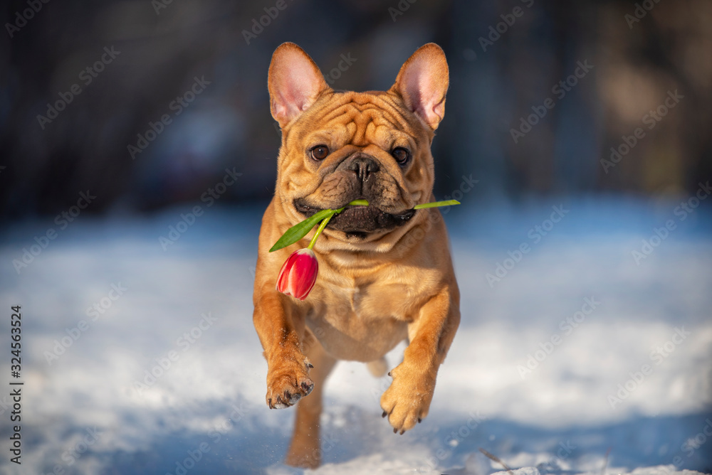 french bulldog runs with red tulip in teeth on sunny winter day