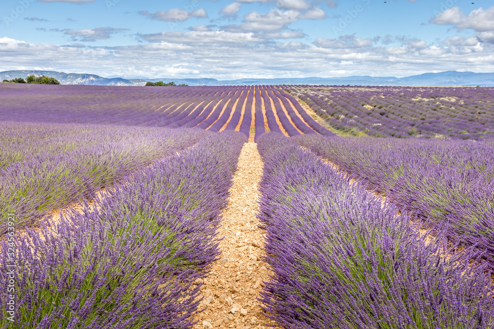 Obraz premium Lavender field