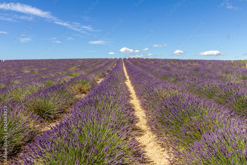 Naklejka premium Lavender field in Provence, France