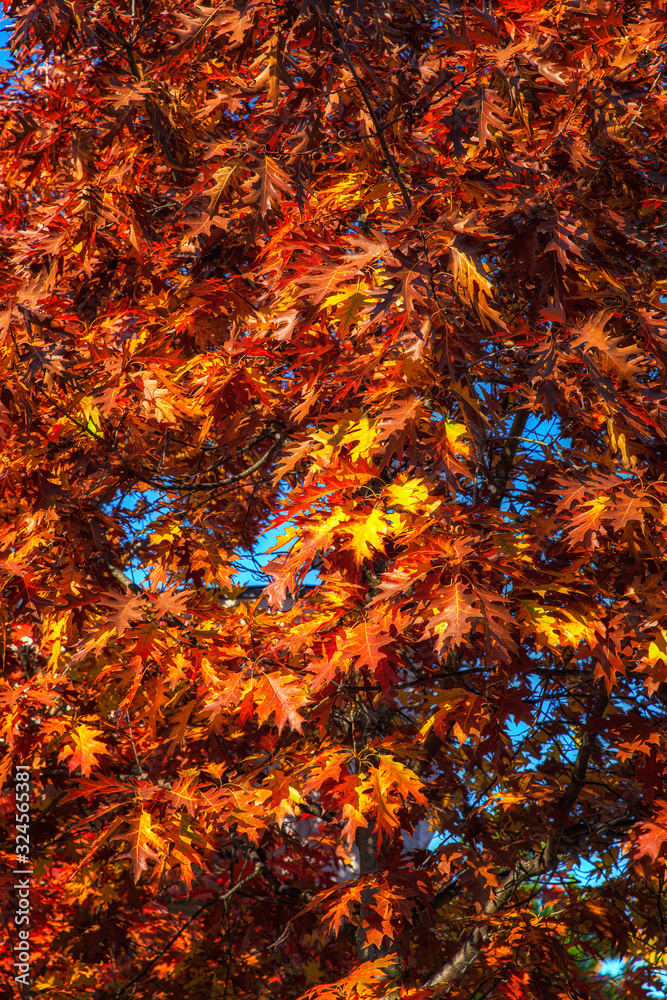 Autumn golden leaves close up. Golden autumn leaves view. Autumn leaves vertical scene. Autumn leaves vertical Autumn golden leaves close up. Golden autumn leaves view. Autumn leaves vertical scene. Autumn leaves vertical