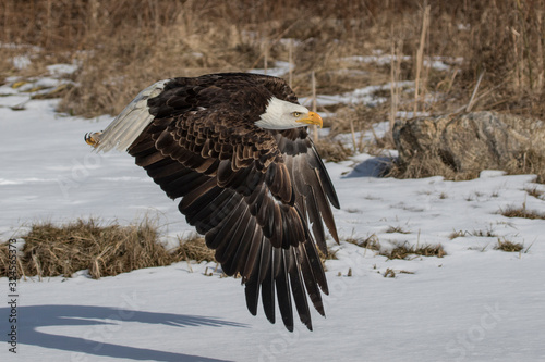 bald eagle flying in winter