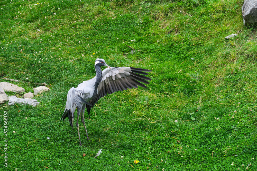 Fototapeta premium Demoiselle crane running in a grass field with its wings open