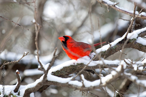 Vászonkép Red Male Cardinal in tree with snow