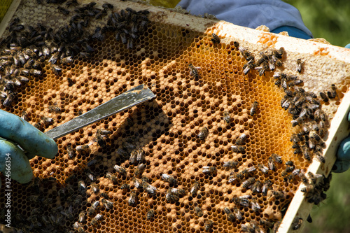 Abeilles